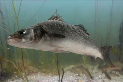 Seabass