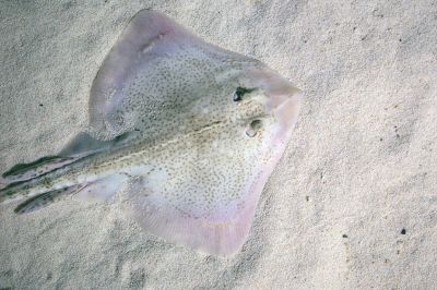 The Common Skate